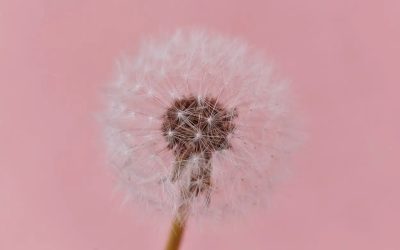 L’ostéoporose est-elle à redouter à la ménopause ?