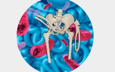 Flore intestinale et ostéoporose