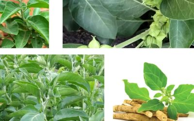 Ashwagandha : une alliée après 50 ans et à la ménopause